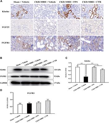 Corrigendum: Fucoidan ameliorates renal injury-related calcium-phosphorus metabolic disorder and bone abnormality in the CKD–MBD model rats by targeting FGF23-Klotho signaling axis